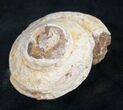 Fossil Gastropod (Pleurotomaria) - Madagascar #9551-1